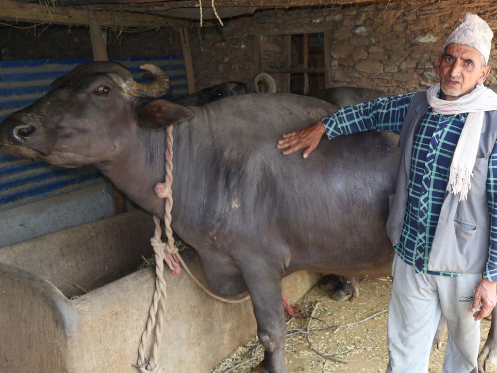 देशभर कृषि तथा पशुपालनमा क्षतिको विवरण संकलन गरिँदै