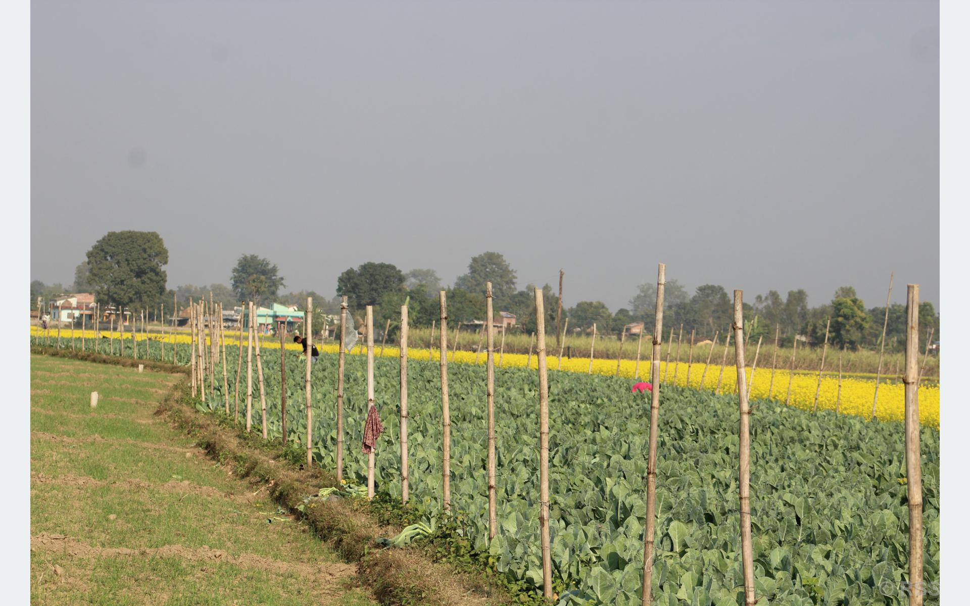 सागसब्जीमा समृद्धि पहिल्याउँदै कञ्चनपुरका दुई किसान
