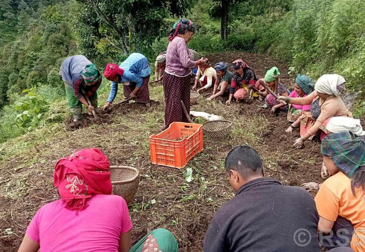 बागलुङमा आलुखेती विस्तार : गतवर्ष अर्ब बढीको उत्पादन