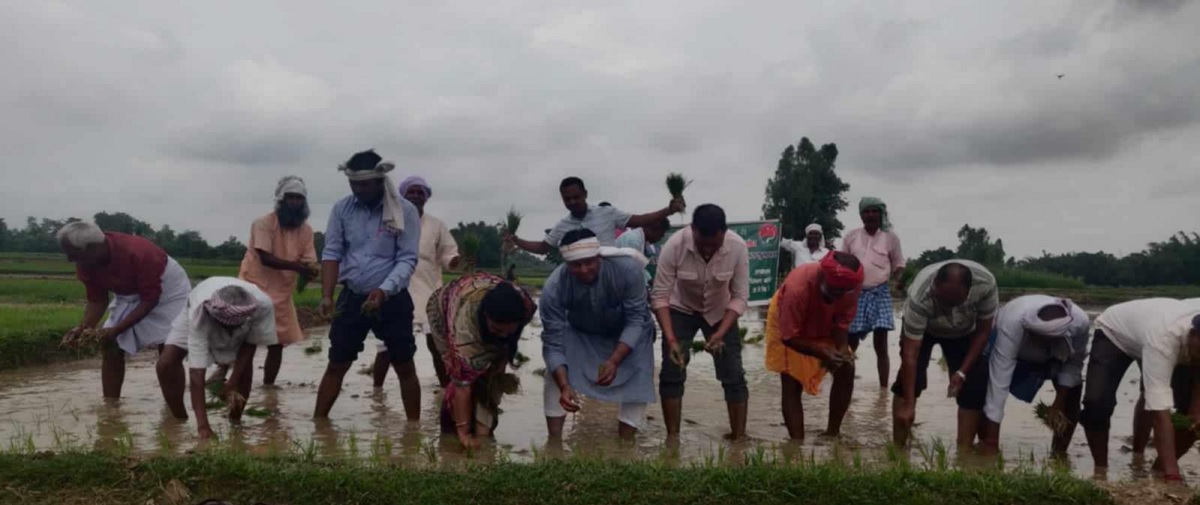 मधेश प्रदेशमा १५ प्रतिशतमात्र रोपाइँ