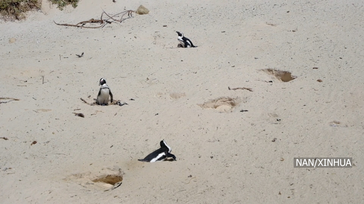 अफ्रिकी पेन्गुइनहरू बर्ड फ्लुको जोखिममा