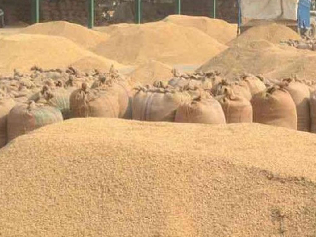 कैलालीमा १२ हजार ५०० ‘क्विन्टल’ धान खरिद