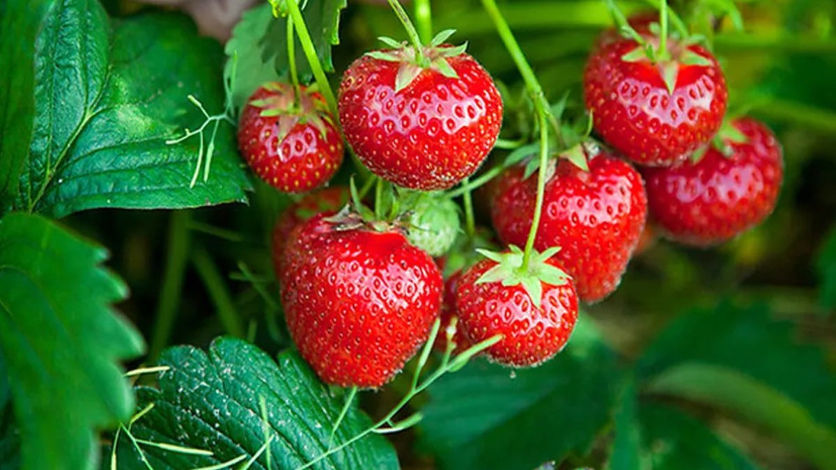 स्ट्रबेरी बिक्री गरेर एक वर्षमा रु २१ लाख आम्दानी