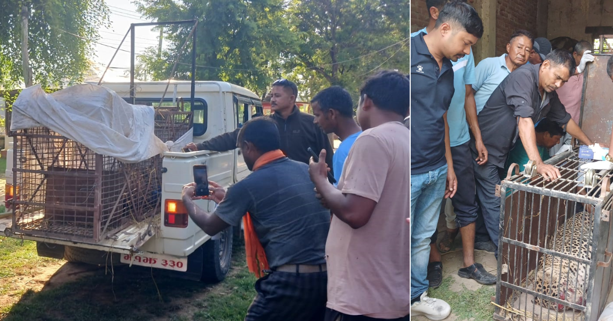 बर्दियामा बाघको संख्या तेब्बर : मानव–बाघ द्वन्द्व चुलियो 